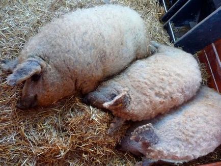 Maghiară maghiară fotografie, descrierea porcilor de rasă, reproducere, întreținere, recenzii de îngrijire