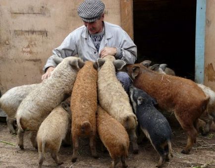 Унгарската mangalica външен вид, диета, отглеждане и грижи