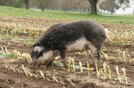 Aspectul mangalității maghiare, dieta, creșterea și îngrijirea