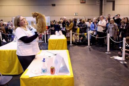 Expoziția de pisici din Anglia, portalul femeilor din Belarus