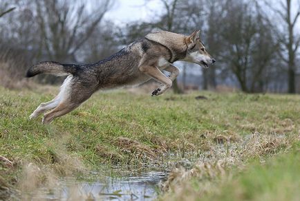 Wolf câine de sarlo