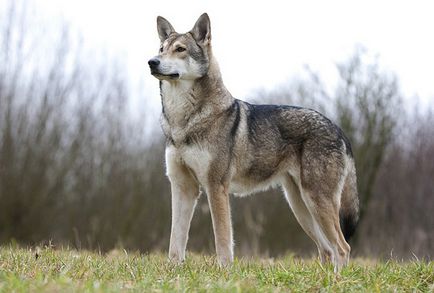 Wolf câine de sarlo