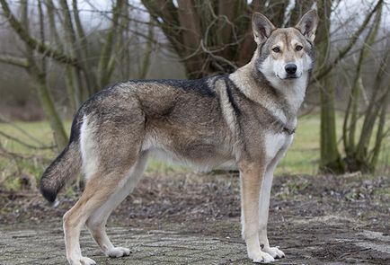 Wolf câine de sarlo