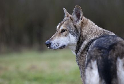 Wolf câine de sarlo