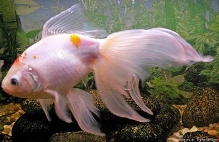Вуалехвости - красиві декоративні риби - 17 фото - картинки - фото світ природи