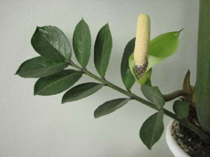 Zamioculcas - tippeket jegyzet