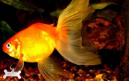 Goldfish voyalechvost