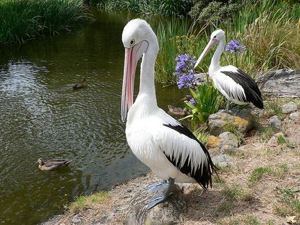 10 Fapte despre pelicani (11 poze)