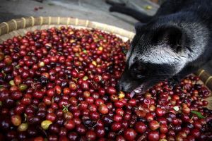 10 Cele mai scumpe soiuri de cafea din lume sunt metodele lor de fabricație, prețurile, caracteristicile