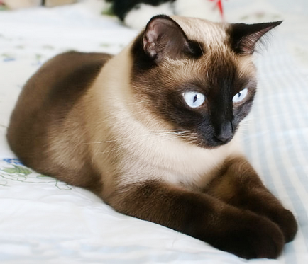 10 Самих популярних порід кішок в усьому світі