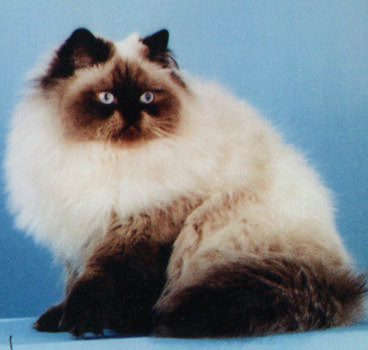10 Самих популярних порід кішок в усьому світі
