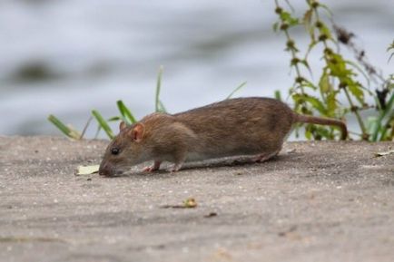 10 Invazii teribile ale animalelor