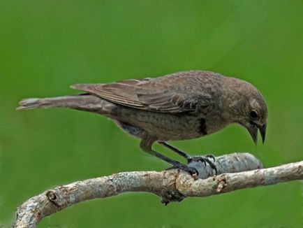 10 Invazii teribile ale animalelor