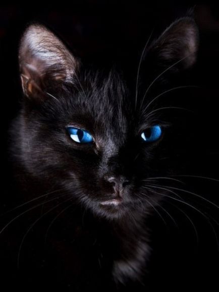 16 Fotografiile reprezentanților rasei de pisici negre, precum rășina, culoarea