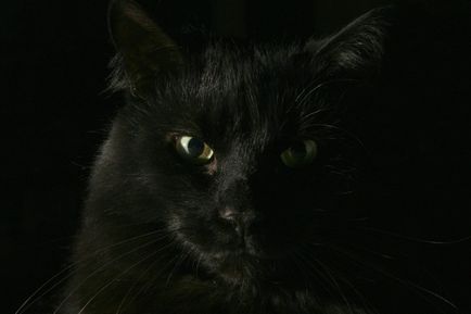 16 Фотографій представників котячої породи чорного, як смола, кольору