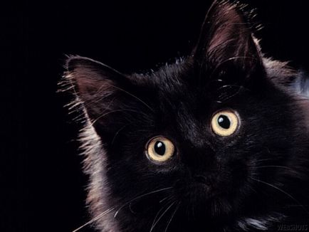 16 Fotók macska fajta koromfekete, színes