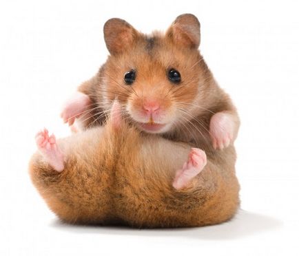 20 Interesante despre hamsteri