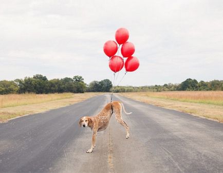 3 Історії собак-мандрівників, які надихнуть на пошук пригод