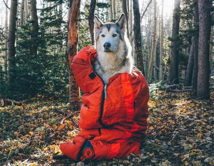 3 Povestiri de câini de călătorie care inspiră aventura