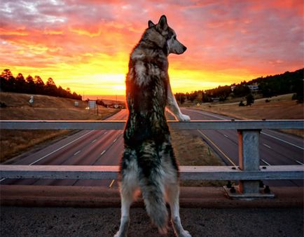 3 Історії собак-мандрівників, які надихнуть на пошук пригод