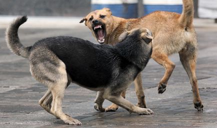 7 Прийомов, які врятують тебе під час нападу скаженого пса
