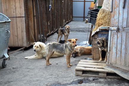 7 Tehnici care te vor salva atunci cand ataci un caine rabdator