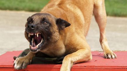 7 Прийомов, які врятують тебе під час нападу скаженого пса