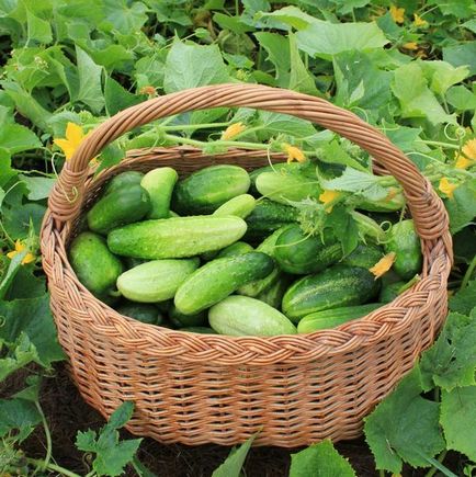 9 Самих врожайних сортів огірків