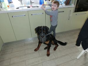 Agresiunea câinelui la copii la domiciliu, formarea câinilor de indicii, cynologul Serghei Shargorodsky