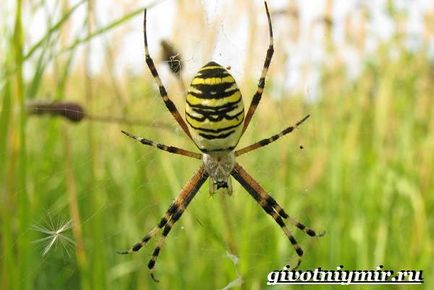 Agriopa spider (fotografie de Agriopa spider) Agriopa Spider