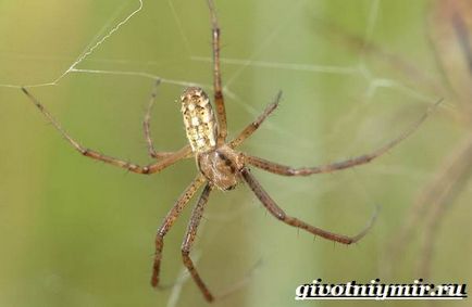 Agriopa spider (arhivă de păianjen) Agriopa Spider