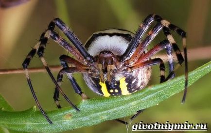 Agriopa spider (agriopa) Agriopa Spider
