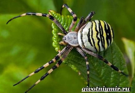Агріопа павук