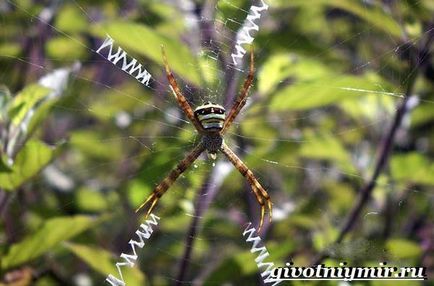 Agriopa spider (păianjen agriopa, stil de viață și habitat al agriopa) Agriopa Spider