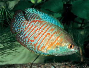 Акваріумна рибка ляліус утримання та догляд за рибкою, сумісність з іншими рибками, розведення і