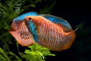 Törpe gourami akváriumi halak fenntartása és gondozása halak, kompatibilitás más hal, tenyésztési és