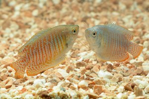 Törpe gourami akváriumi halak fenntartása és gondozása halak, kompatibilitás más hal, tenyésztési és