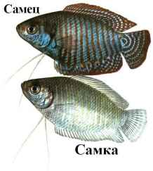 Акваріумна рибка ляліус утримання та догляд за рибкою, сумісність з іншими рибками, розведення і