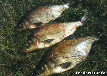 Alimentator alternativ în primăvară - o jumătate de ceașcă - 17 septembrie 2013 - pescuitul feeder de la - la - I