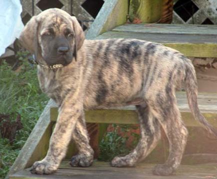 American Mastiff fotografii frumoase de câini adulți și cățeluși