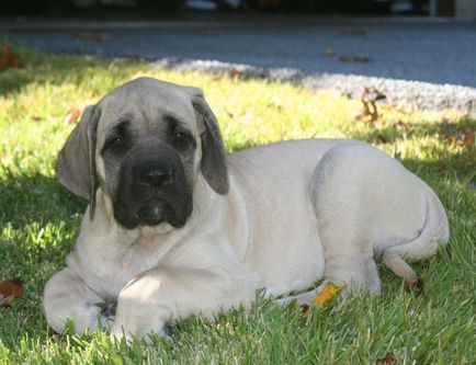 American Mastiff fotografii frumoase de câini adulți și cățeluși