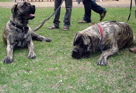 American Mastiff fotografii frumoase de câini adulți și cățeluși