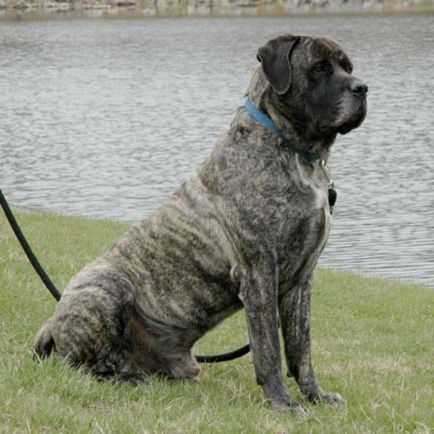 American Mastiff fotografii frumoase de câini adulți și cățeluși