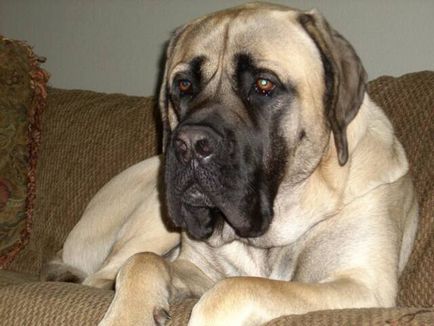 American Mastiff fotografii frumoase de câini adulți și cățeluși