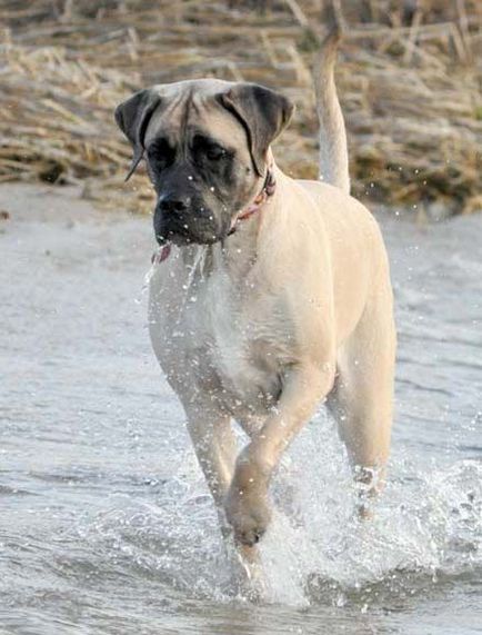 American Mastiff fotografii frumoase de câini adulți și cățeluși