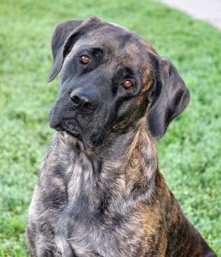 American Mastiff fotografii frumoase de câini adulți și cățeluși