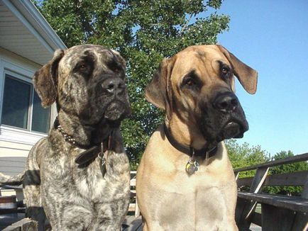 American Mastiff fotografii frumoase de câini adulți și cățeluși