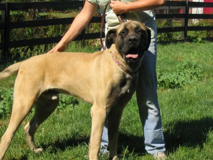 American Mastiff fotografii frumoase de câini adulți și cățeluși