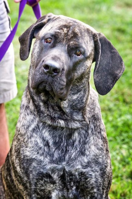 American Mastiff fotografii frumoase de câini adulți și cățeluși