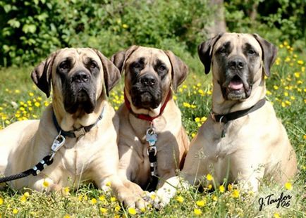 American Mastiff fotografii frumoase de câini adulți și cățeluși